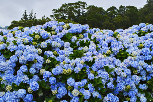 Close up view of blooming bushes of hydrangea flowers during summer day. Azores, Sao Miguel Island. Portugal.