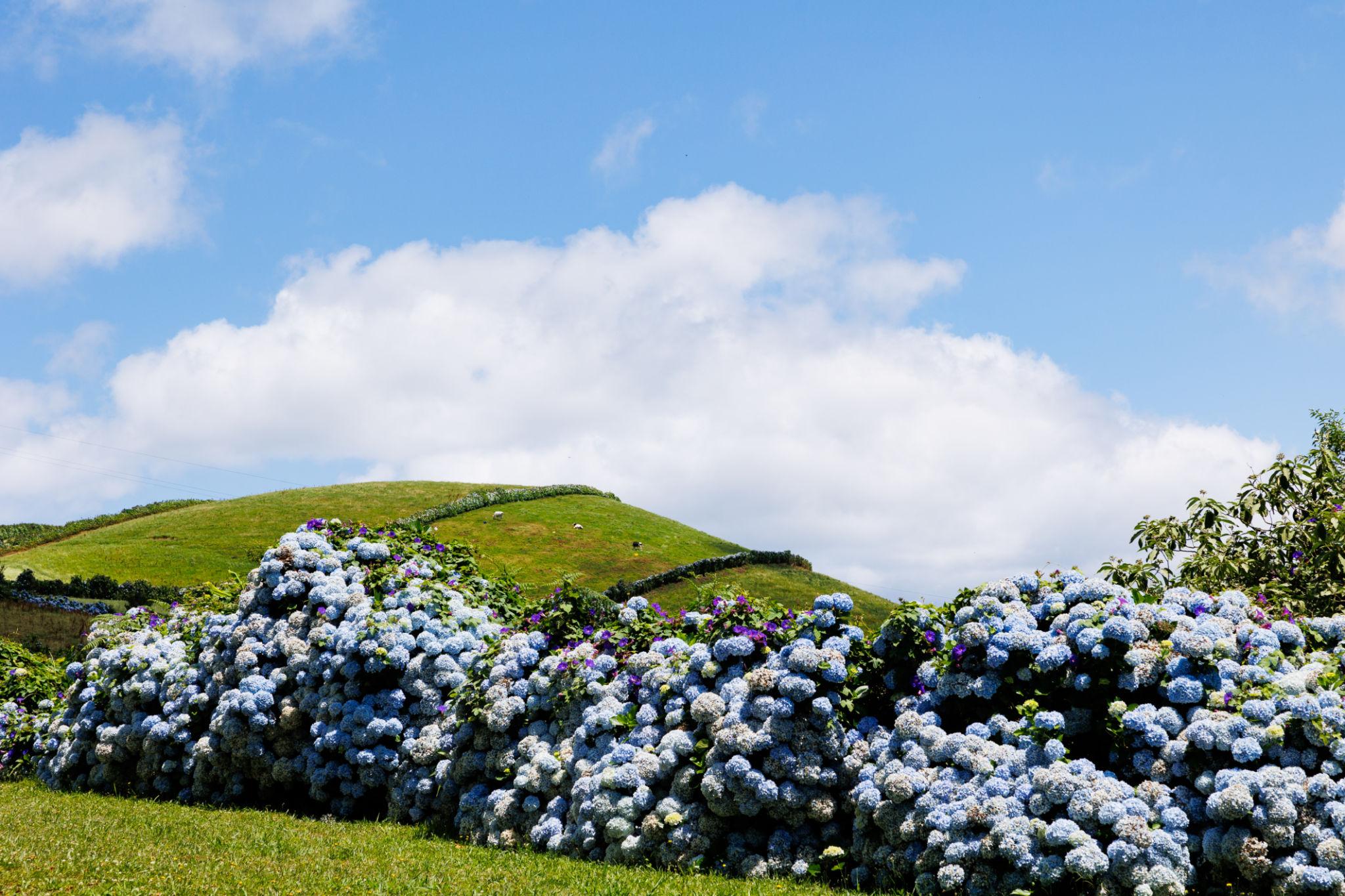 Quando é a melhor época para visitar a Ilha das Flores nos Açores?
