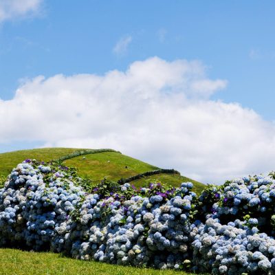 Quando é a melhor época para visitar a Ilha das Flores nos Açores?